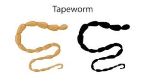 Tapeworm