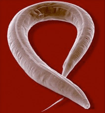 Nematode