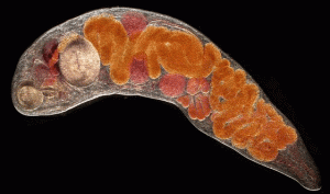 TREMATODE